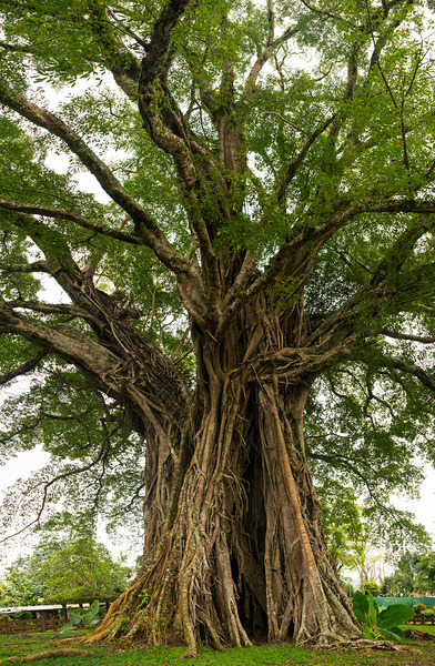 Old Century Tree of Negros Island Digital Download
