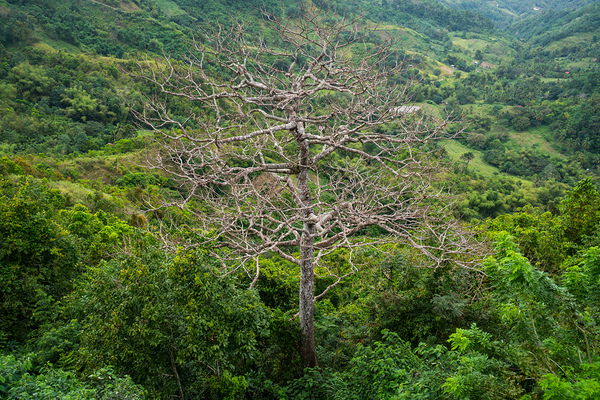 A Bare Tree Amidst Lush Hills Solitary Sentinel Digital Download