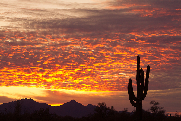 Morning Blaze Over Desert  Saguaro Giants in Arizona Digital Download