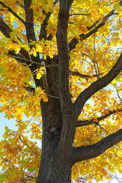 Golden Giggles   When Autumn Leaves Steal the Spotlight Téléchargement Numérique