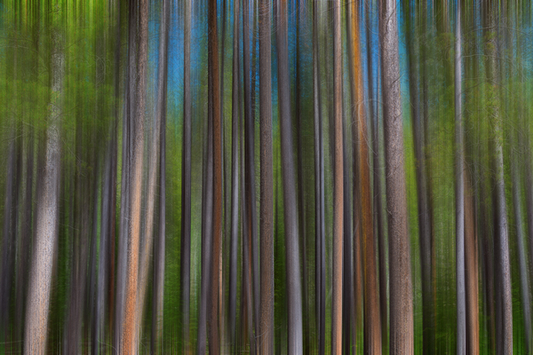 Colorful Forest Lines  Téléchargement Numérique