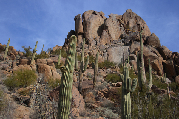 Scenic with Big Boulders Towering Giants of the Sonoran Desert Digital Download