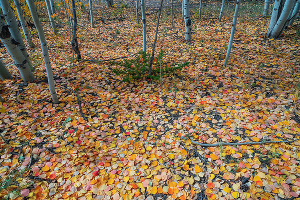 Art By Mother Nature Digital Download