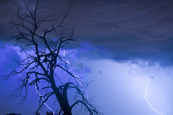 Lightning Tree Silhouette 38 Digital Download