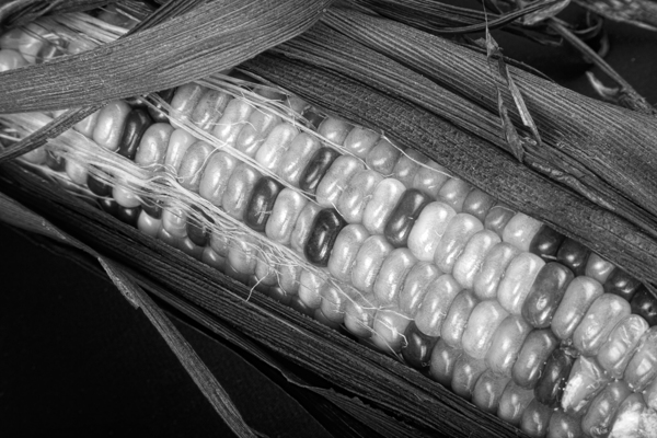 Indian Corn Black and White Téléchargement Numérique