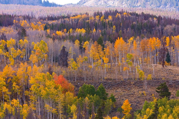 Rocky Mountain Autumn View Digital Download