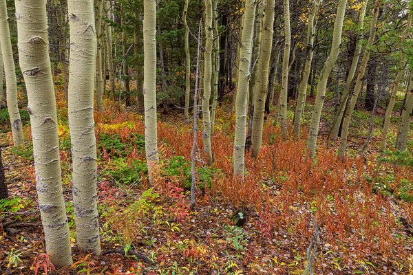 Wilderness Wonderland Digital Download