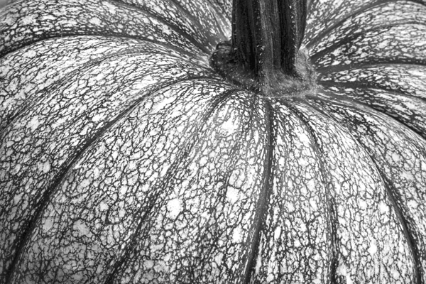 Pumpkin Pumpkin Black and White Téléchargement Numérique