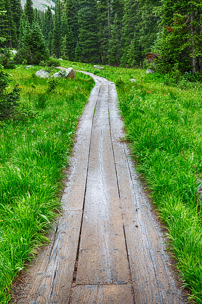 Wooden Forest Path Digital Download