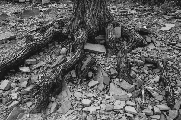 Tree Trunk Roots Exposed Digital Download