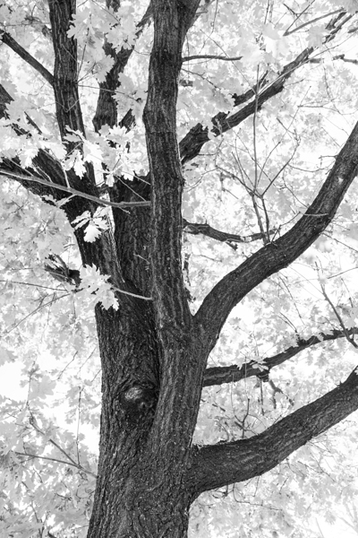 Branching Out in Timeless Black and White Elegance   Téléchargement Numérique