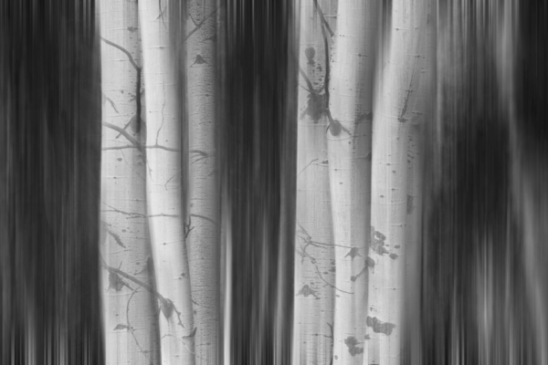 Aspen Tree Colonies Dreaming BW Digital Download