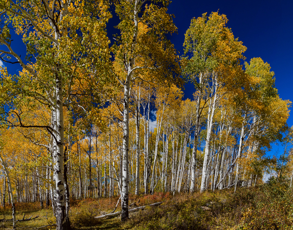 Autumn Blue Skies Digital Download
