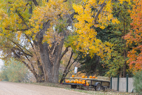 Autumns Bounty - A Country Road Market Téléchargement Numérique