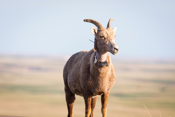 Big Horn Sheep Lucky Number 13 Téléchargement Numérique