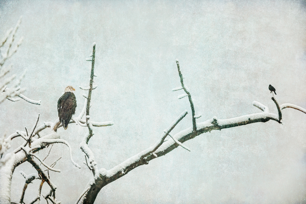 Bald Eagle Little Birdie Digital Download