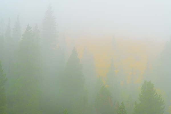 Deep in the Fog Téléchargement Numérique