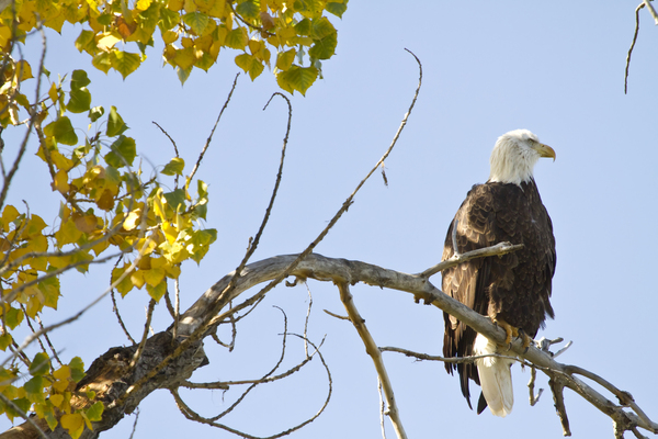 Eagle Watching Digital Download