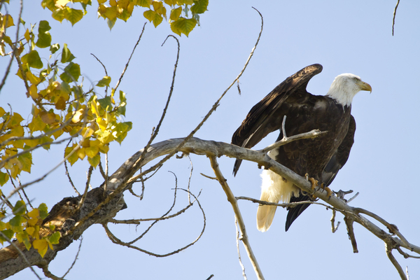 Eagle Wave Téléchargement Numérique