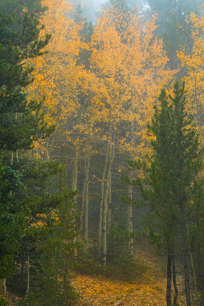 Gate Keepers Téléchargement Numérique