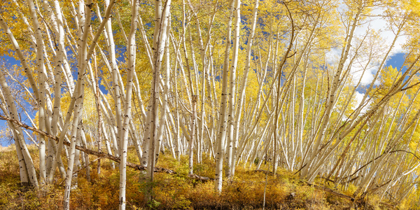 Golden Forest Fantasy Téléchargement Numérique