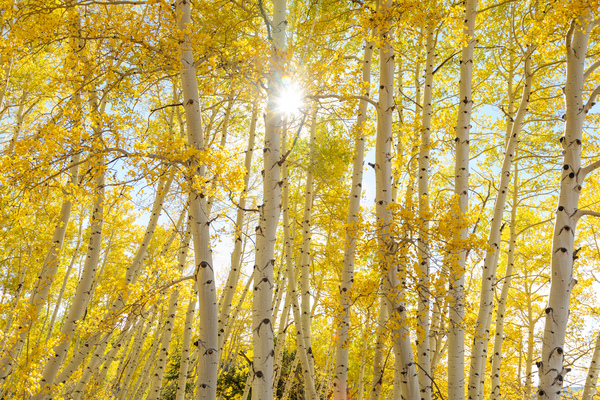 Golden Sunshine Autumn Day Téléchargement Numérique