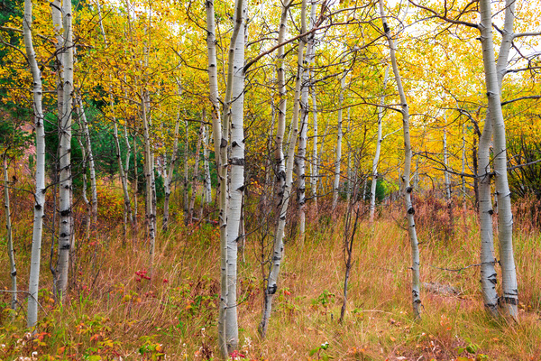 Happy Place In Woods Digital Download