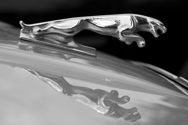 Jaguar Car Hood Ornament Reflection BW Téléchargement Numérique