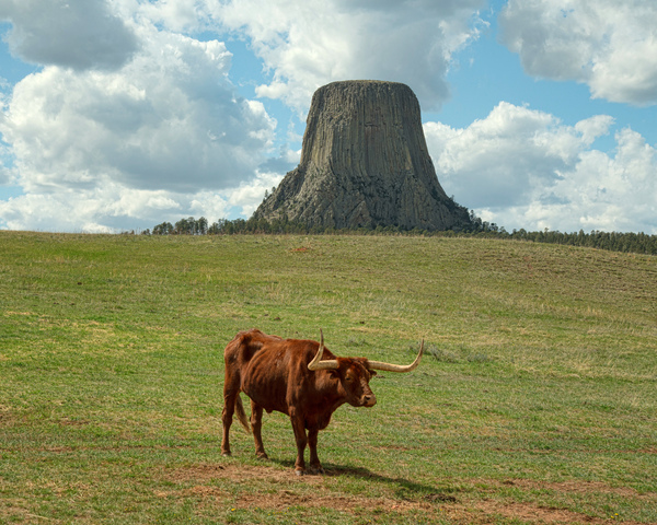 Longhorn Cow Posing at Devils Tower in Wyoming - First US Nation Téléchargement Numérique
