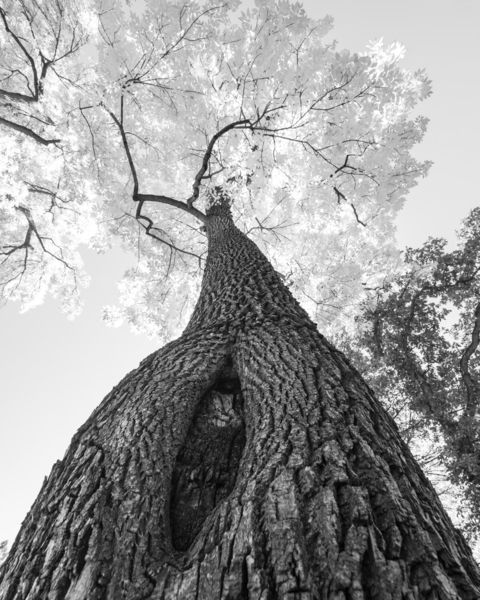 Monochrome Tree Art -  Majestic Trunk and Leaves in Fine Detail Téléchargement Numérique