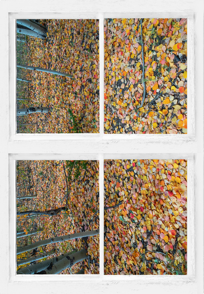 Mother Nature Whitewash Picture Window View Digital Download