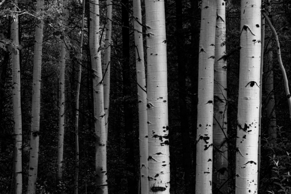 Shades Of A Forest Téléchargement Numérique