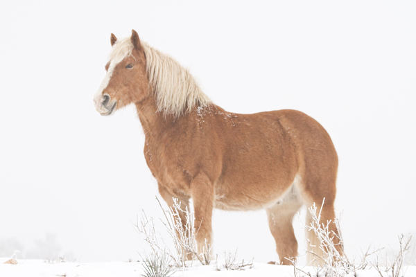 Smiling Palomino Snow Digital Download