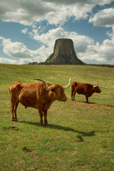 Texas Longhorn Cows Gracefully Posing at Majestic Devils Tower Téléchargement Numérique
