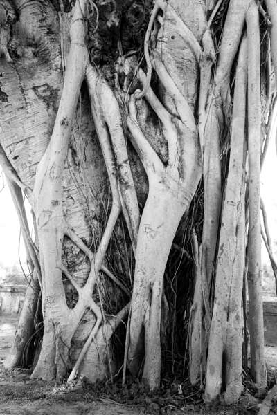 Tropical Tree Vibes Téléchargement Numérique