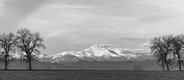 Twin Peaks Between The Trees BW Panorama Téléchargement Numérique