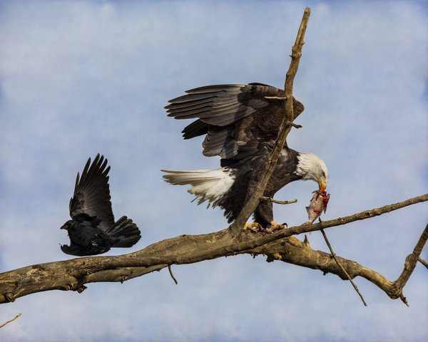 Wings Digital Download