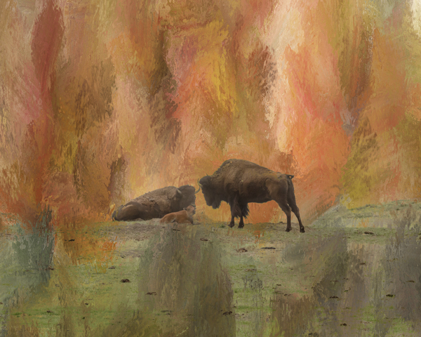 Young Buffalo Téléchargement Numérique