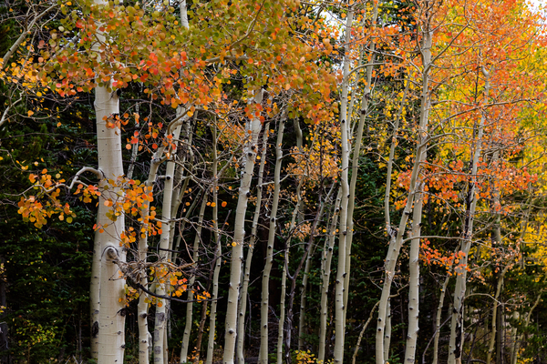 autumn seasons change Digital Download