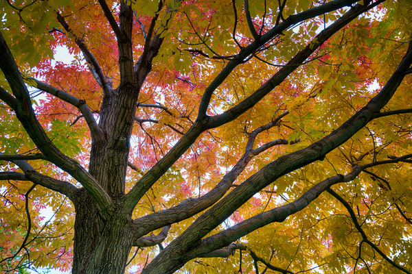 Season Of Colorful Magic Digital Download