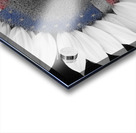 American Sunflower Power Acrylic print