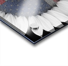 American Sunflower Power Acrylic print