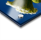 Saguaro Cactus Blooms Acrylic print