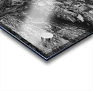 Tree Trunk Roots Exposed Acrylic print