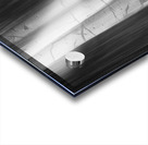 Aspen Tree Colonies Dreaming BW Impression Acrylique