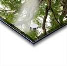 Old Century Tree of Negros Island Acrylic print