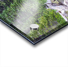 Water Feeding Moose Acrylic print