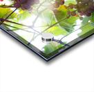 Colorful Grapes on the Vine Fine Art Photography Wall Art Impression Acrylique