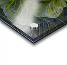 Verdant Embrace A Cabbages Garden Heart Acrylic print