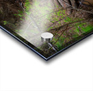 Creek Crossing Forest Woods Acrylic print